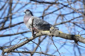 Common Wood Pigeon (Columba palumbus)  perched on a tree branch near the Eiffel Tower in Paris                             