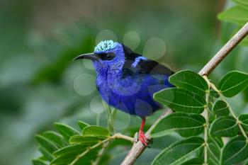 Close up of a beautiful Red-legged Honeycreeper maleperched on a tree branch  