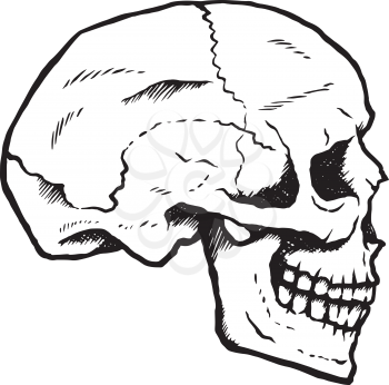 Side view of a hand-drawn human skull.