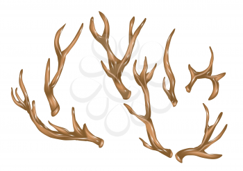 antlers. set of antlers isolated on a white background