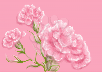 carnation. vector illustration of flowers on pink background