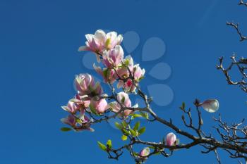 Japanese Magnolia Blooms against a blue sky