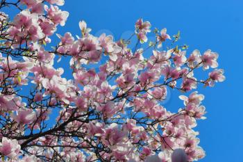 blooming pink magnolia against the blue sky