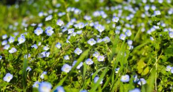 veronica flower blue meadow, blue small flower in full bloom