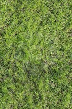 meadow with green grass, seamless texture