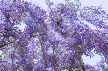  Wisteria.  Blue acacia flower during may, violet background