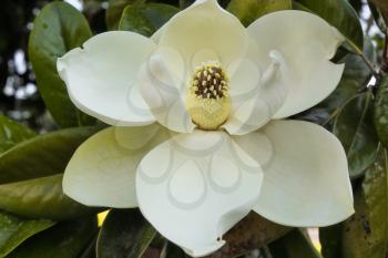 magnolia flower, Magnolia grandiflora with leaves
