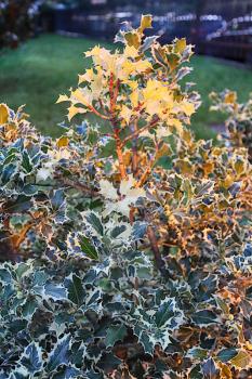 Variegated Holly Bush, green holly leaves