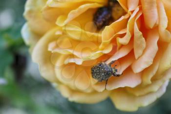 beetle on a rose flower. Green rose chafer or cetonia aurata on yellw rose
