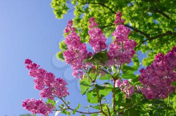Branch of purple lilac flowers with green leaves on blue sky background