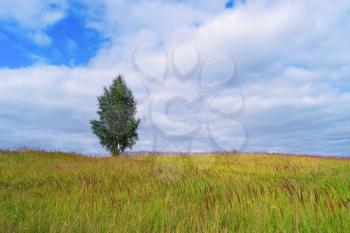 Lonely tree in grass field and cloudy sky