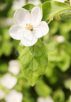 Beautiful blooming quince bush in the garden