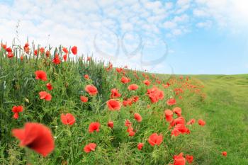 field of red poppies blooming, summer landscape