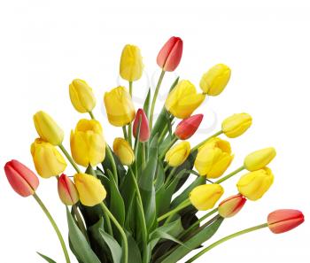 large bouquet of  tulips on a white background