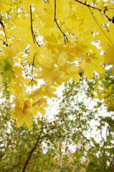 Bright yellow autumn maple leaves in the forest