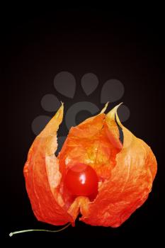 glowing bright orange physalis on a black background