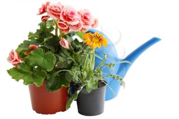 blue watering can and two flowers in pots