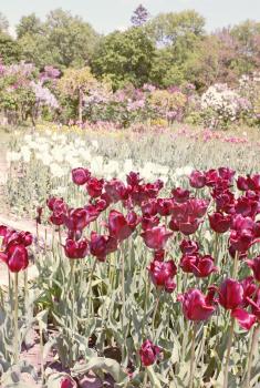Beautiful flower bed of dark vinous tulips 