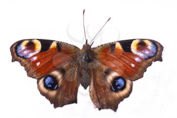 Royalty Free Photo of a Peacock Butterfly 