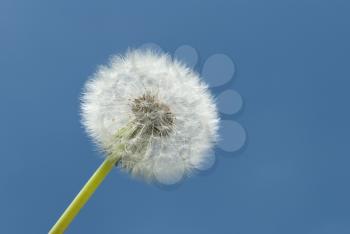 White dandelion on a background of blue sky