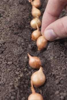 Sowing onion into the ground.