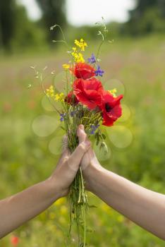 Female hands hold wildflowers.