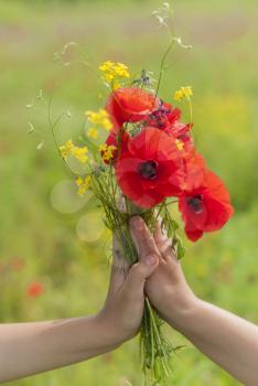 Female hands hold wildflowers.