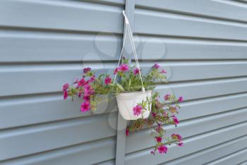 Flowers in a pot hanging on the wall.