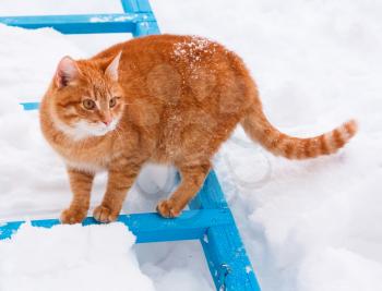 Little Red Kitten On White Snow