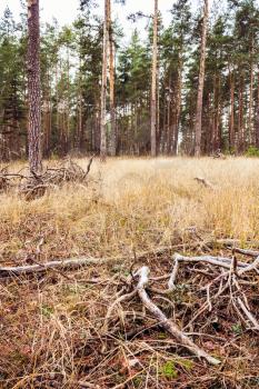Dry Branches In Yellow Grass Autumn Forest. Russian Nature Fall Landscape.