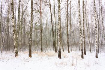 Birch Woods Forest Grove In Winter. Russian Nature