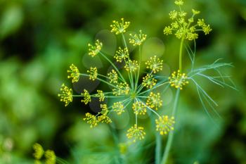 Fennel Flower On A Green Background. Flower Of Dill.