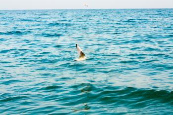 Flying Seagull Over Blue Ocean Sea Water Background