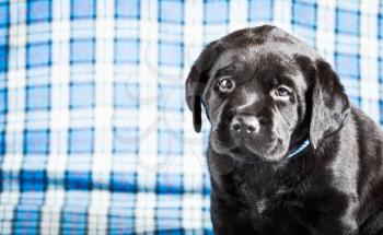 Beautiful Black Labrador Puppy Dog Sitting On Blue Plaid Background