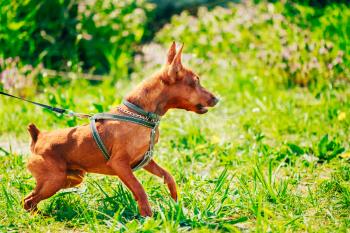 Close Up Red Dog Miniature Pinscher (Zwergpinscher, Min Pin) Head Over Green Grass Background