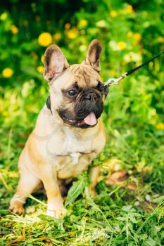 Pet Dog French Bulldog on the grass