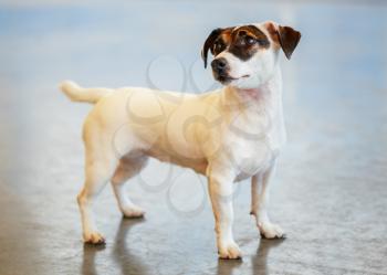 White Dog jack russel terrier on gray floor indoors