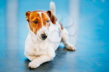 White Dog jack russel terrier on blue floor indoors