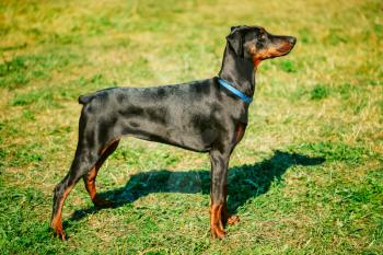 Young, Beautiful, Black And Tan Doberman Standing On The Lawn. Dobermann Is A Breed Known For Being Intelligent, Alert, And Loyal Companion Dogs.