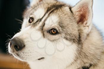 Gray Adult Siberian Husky Dog (Sibirsky husky) close up portrait