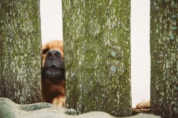 Angry Dog Peeking Through Old Wood Fence