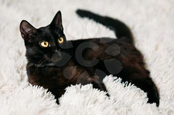 Peaceful Black Female Kitten Cat Lying In His Bed On A White Rug