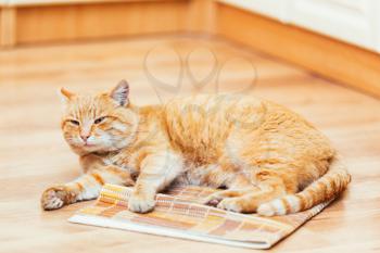 Peaceful Orange Red Tabby Cat Male Kitten Curled Up Lying In His Bed On Laminate Floor.