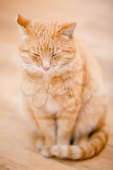Peaceful Orange Red Tabby Cat Male Kitten Curled Up Sleeping At Home On Laminate Floor