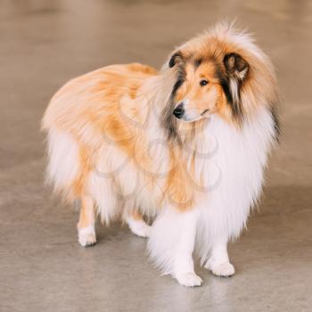 Red Rough Collie Dog Full Length Portrait On Brown Floor