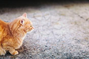 Red Cat Sitting Outdoor On Concrete Floor