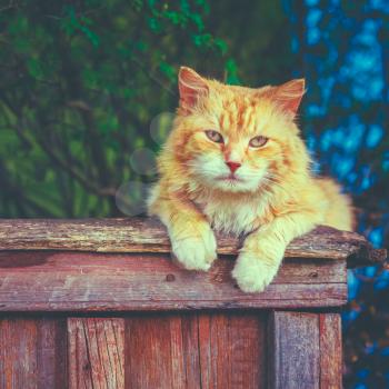 Red Cat Sitting On Fence And Looking At Camera. Instant photo