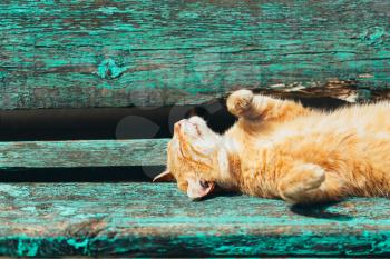 Red Kitten Cat Sleeps On A Bench In Park In Hot Summer Day