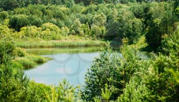 Summer Mixed Forest River Lake Pond Bog Landscape. Belarus nature