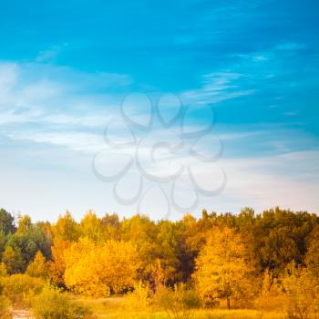 Autumn Landscape With Colorful Forest And Blue Sky Background. Russian Nature